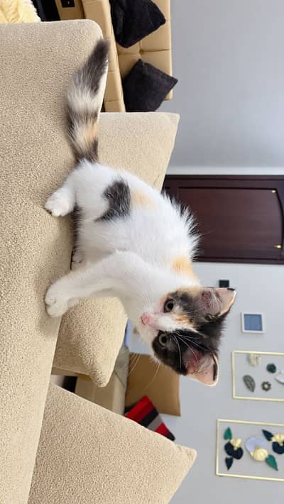 Semi-Persian Kittens