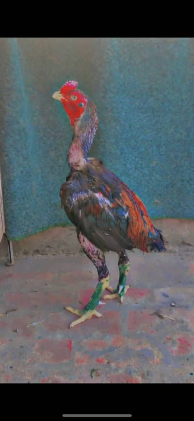 Aseel male for sale