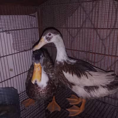 breeder pair exchange possible