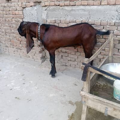 Bakra for sale