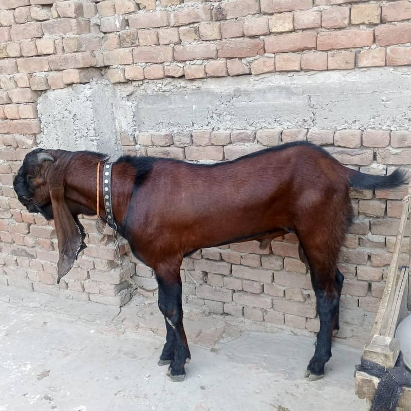 Bakra 1