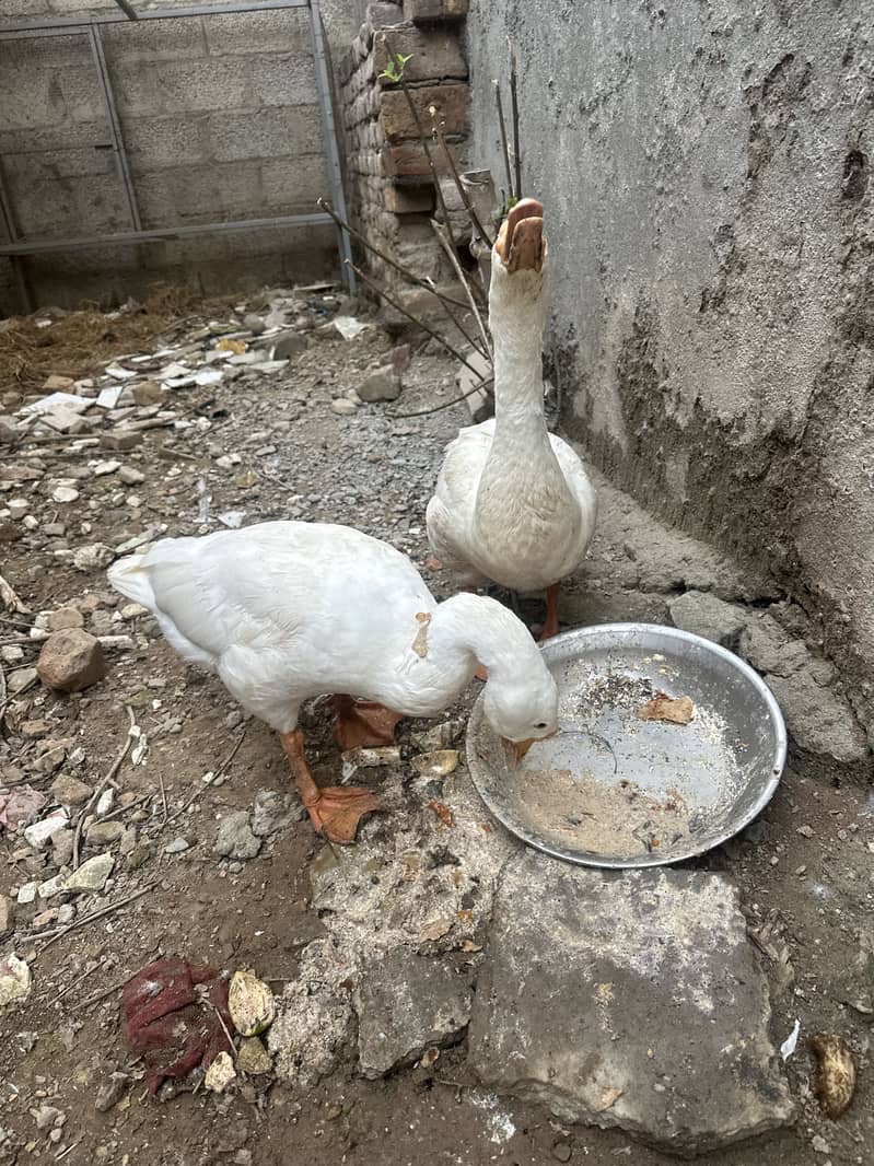 Big size Ducks pair 0
