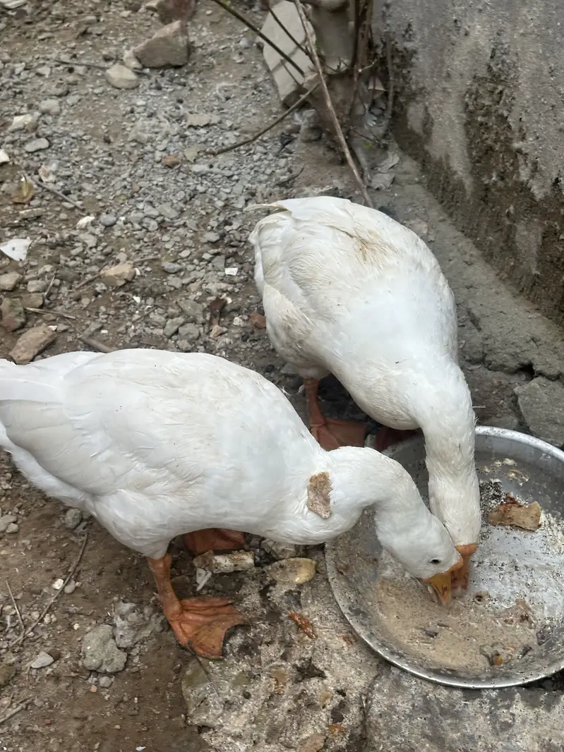 Big size Ducks pair — photo 2