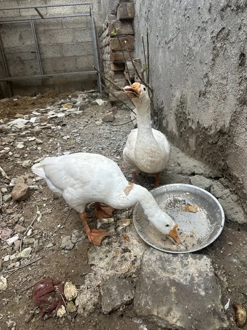 Big size Ducks pair — photo 3