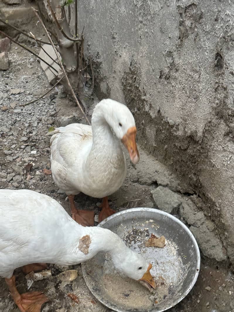 Big size Ducks pair 3