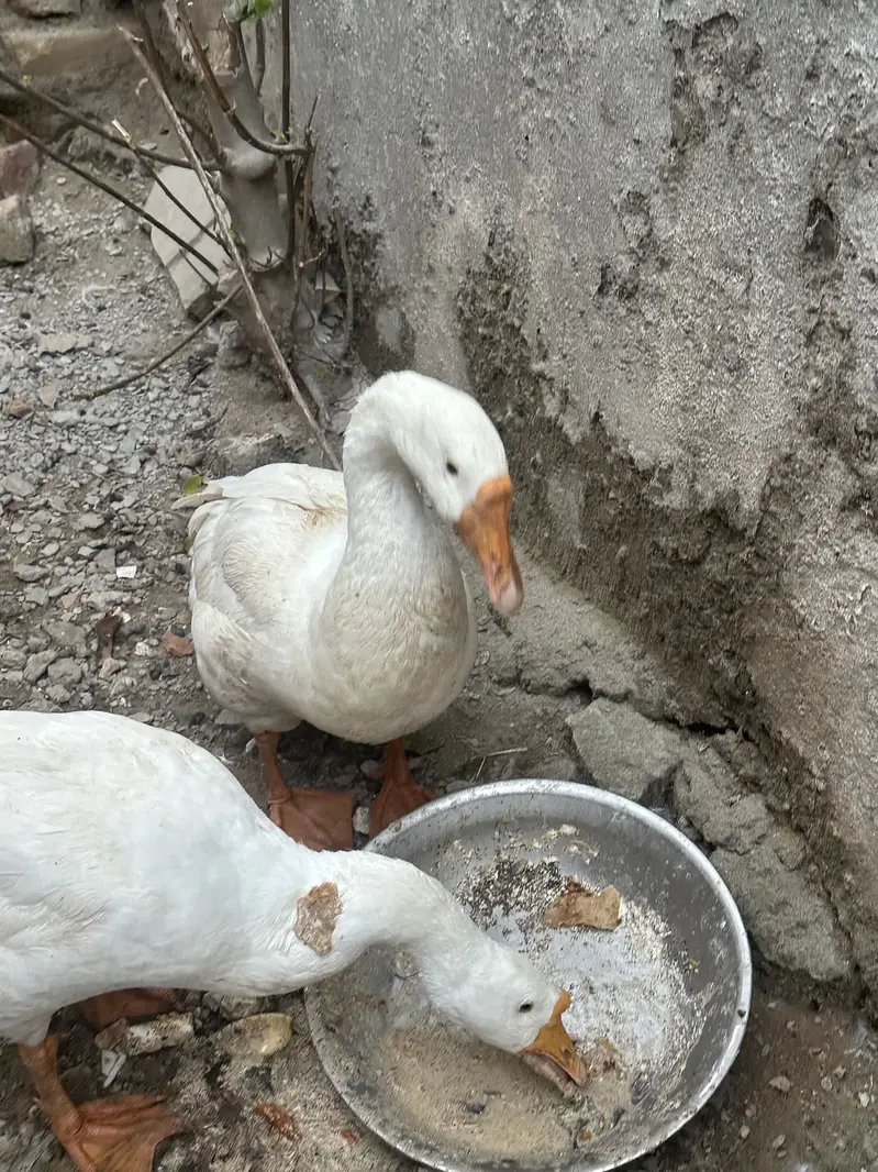 Big size Ducks pair — photo 4
