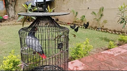 super talkitive African grey