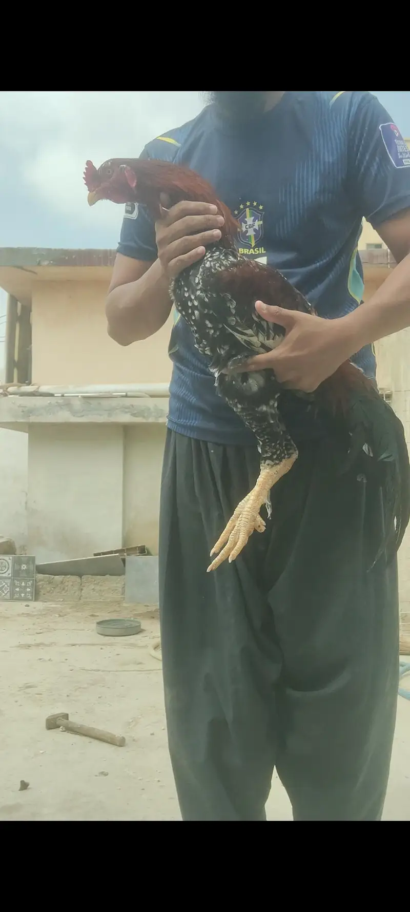 aseel cheena pure aseel breed ka heavy murghay joor me mazboot — photo 9