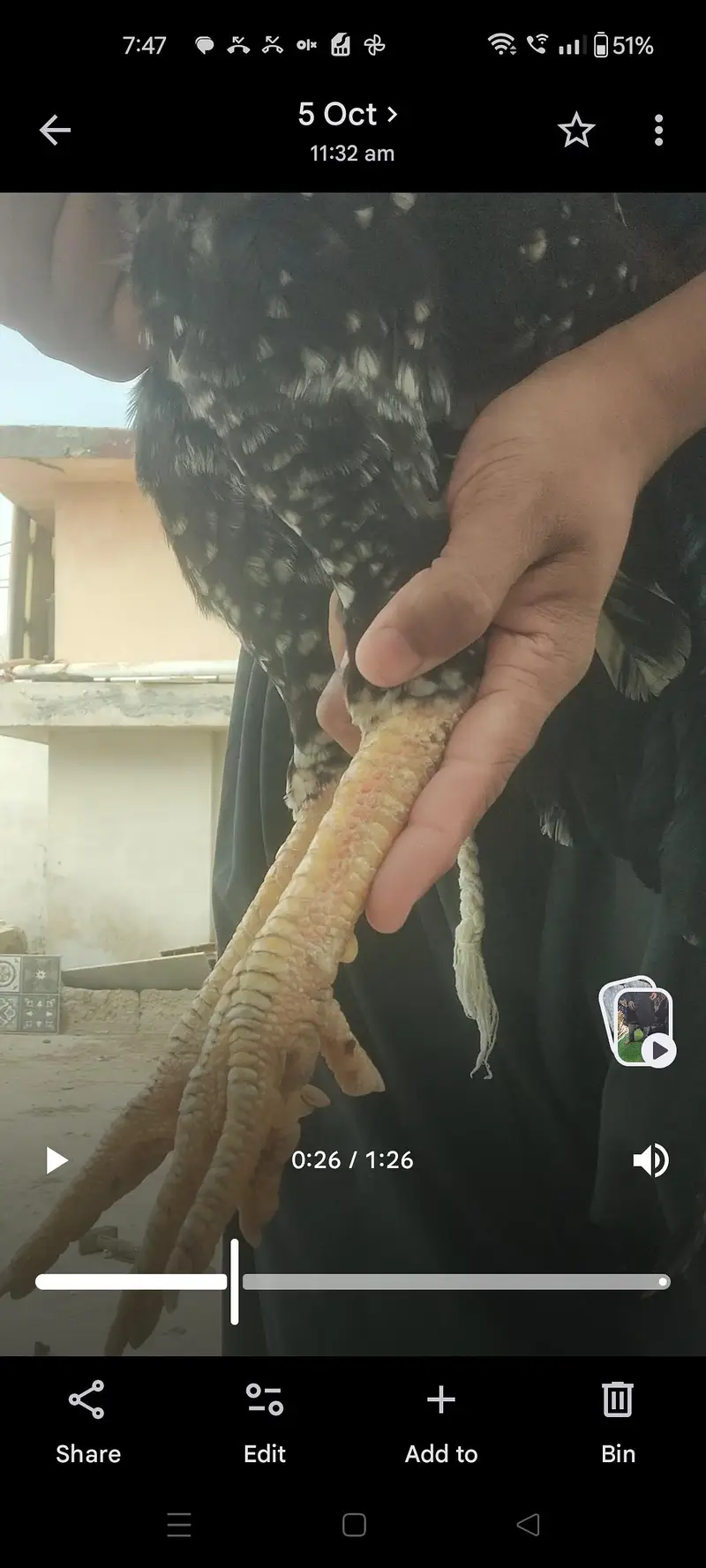 aseel cheena pure aseel breed ka heavy murghay joor me mazboot — photo 10