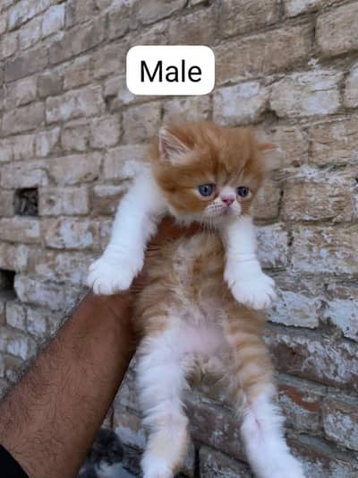 Quality kittens available . . Dealers stay away direct seller rabta kara