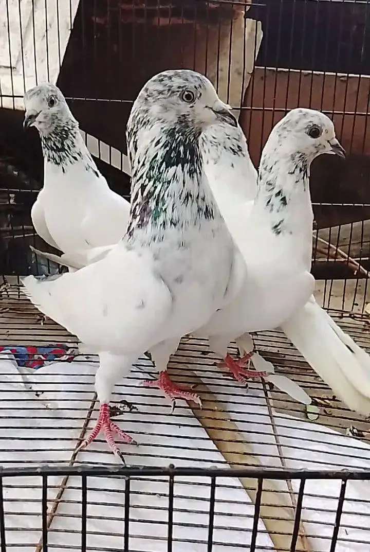Sialkoti 2 pairs for sale — photo 6
