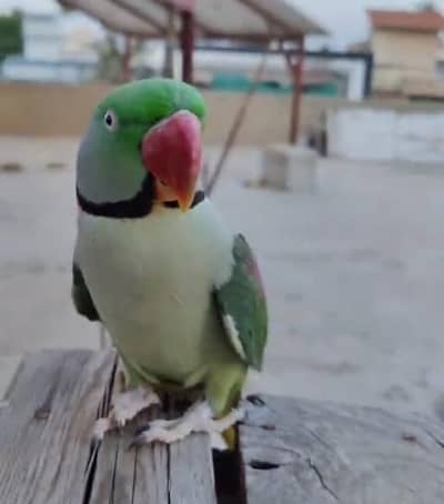 Beautiful and healthy parrot available for sale.