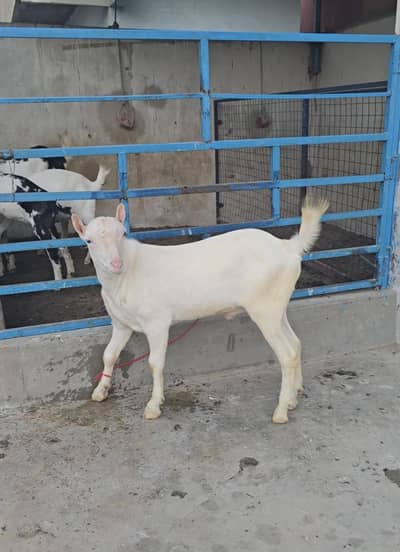 top quality gulabi teddy bakra goat tedda(bakri breeder)