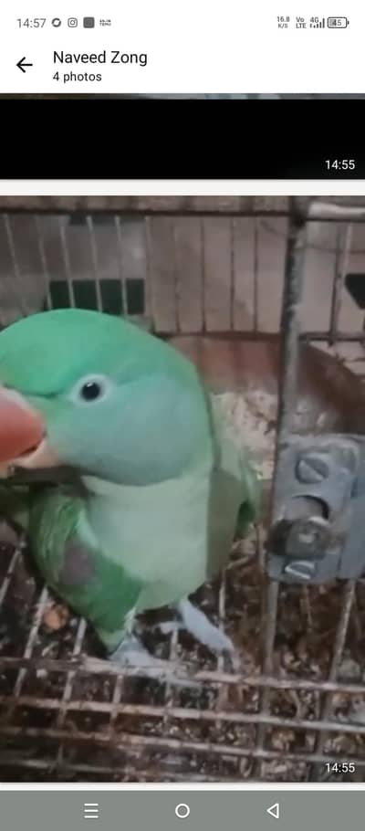Raw parrot with new heavy cage 03122488777