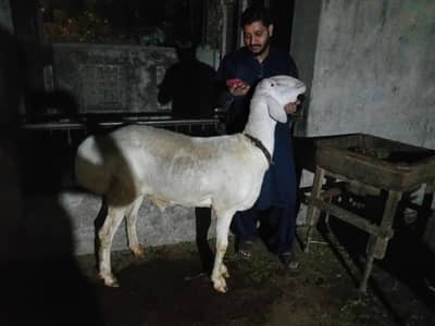 white dumba 4 dant