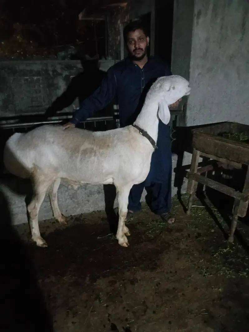 white dumba 4 dant — photo 2