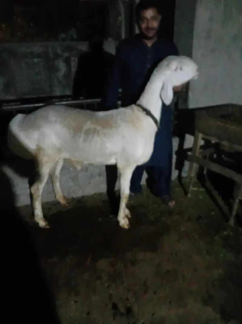 white dumba 4 dant — photo 3