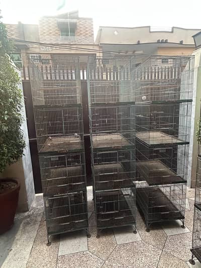 Birds Cage