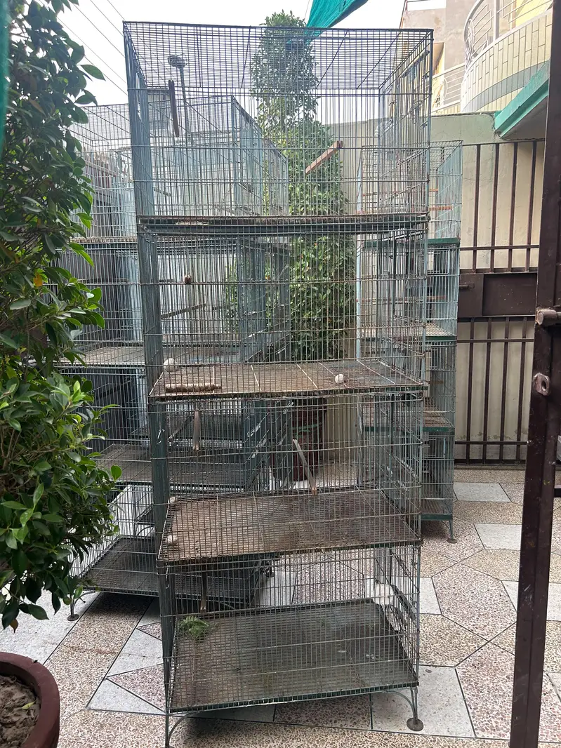 Birds Cage — photo 3
