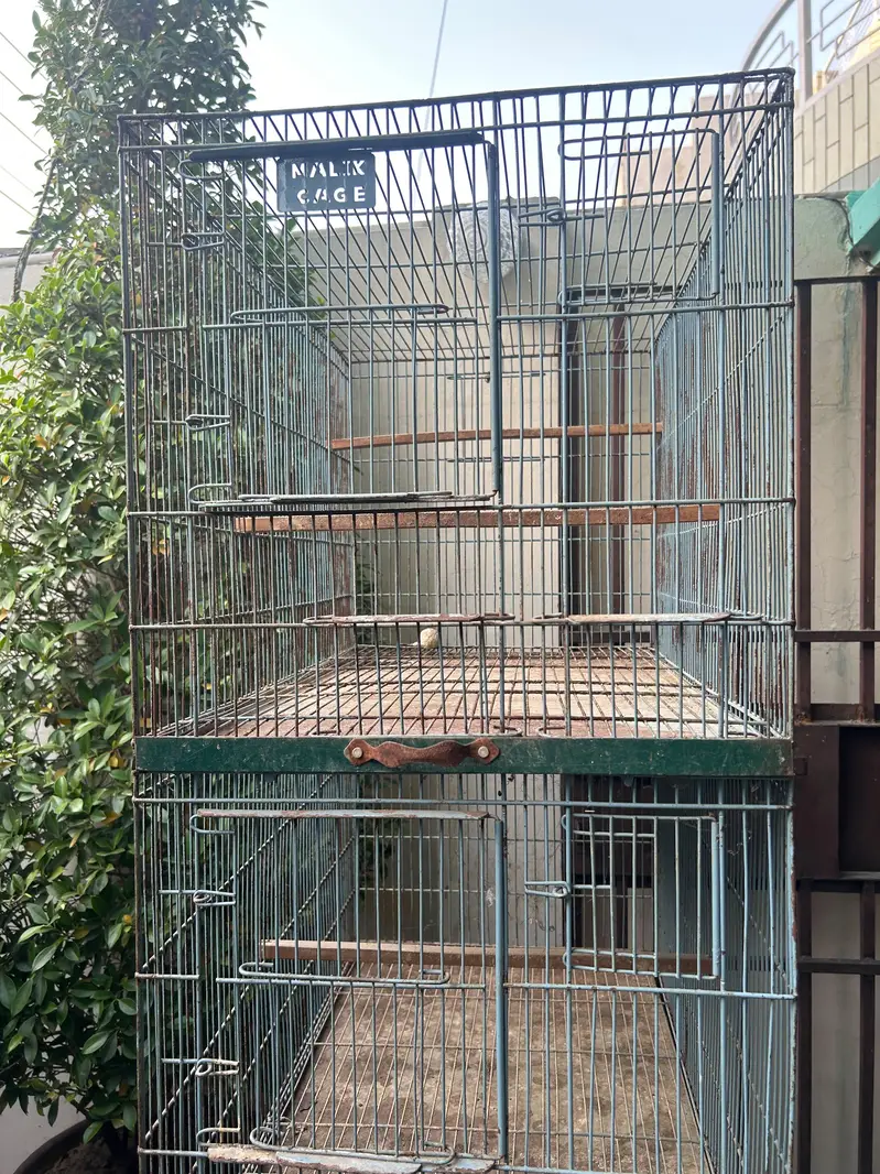 Birds Cage — photo 4