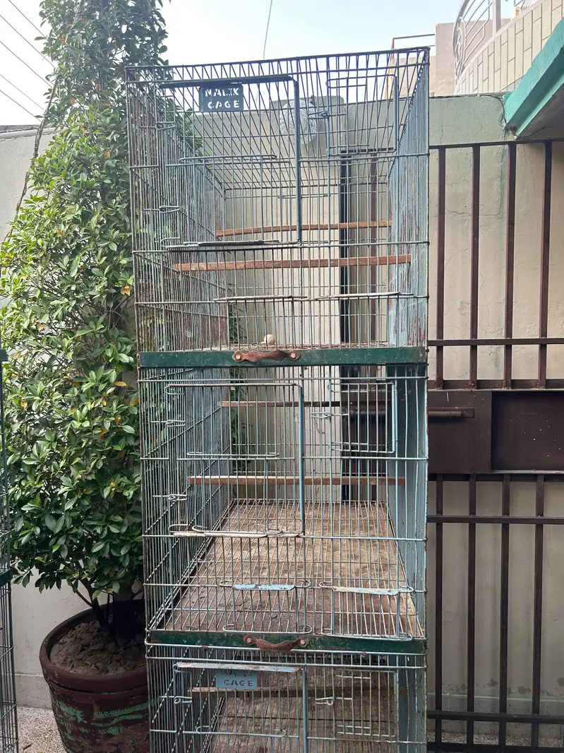 Birds Cage — photo 6