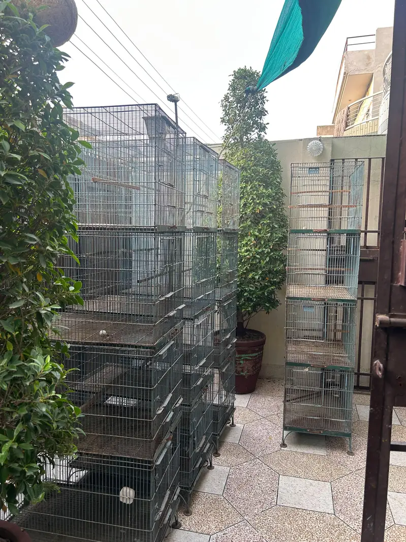 Birds Cage — photo 7