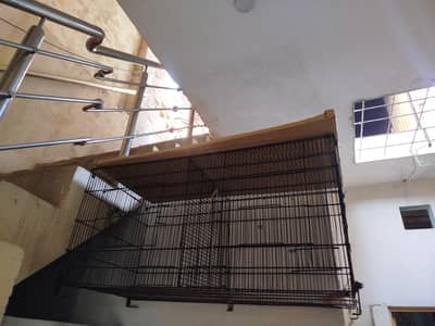 Birds cage