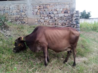 Cholistani Cow for sale