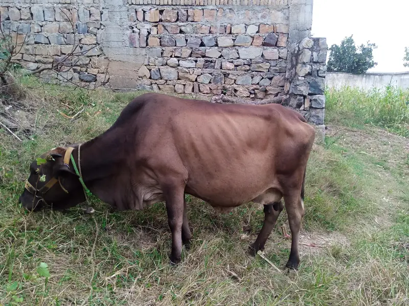 Cholistani Cow for sale — photo 2