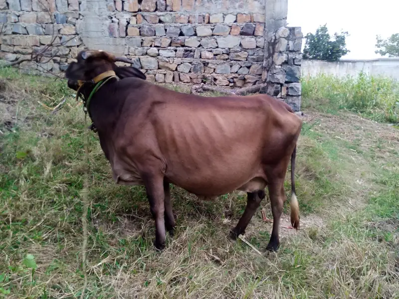 Cholistani Cow for sale — photo 3