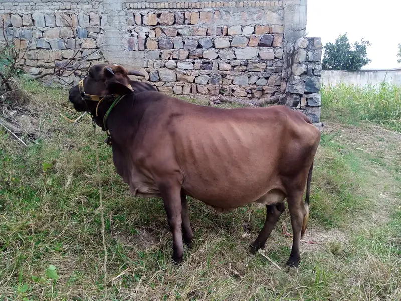 Cholistani Cow for sale — photo 4