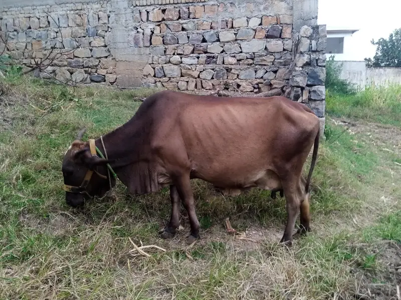 Cholistani Cow for sale — photo 5