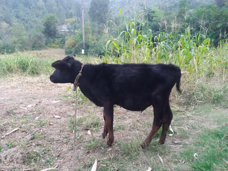 Cholistani Cow for sale — photo 6
