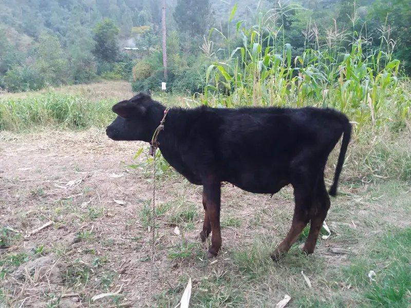 Cholistani Cow for sale — photo 7