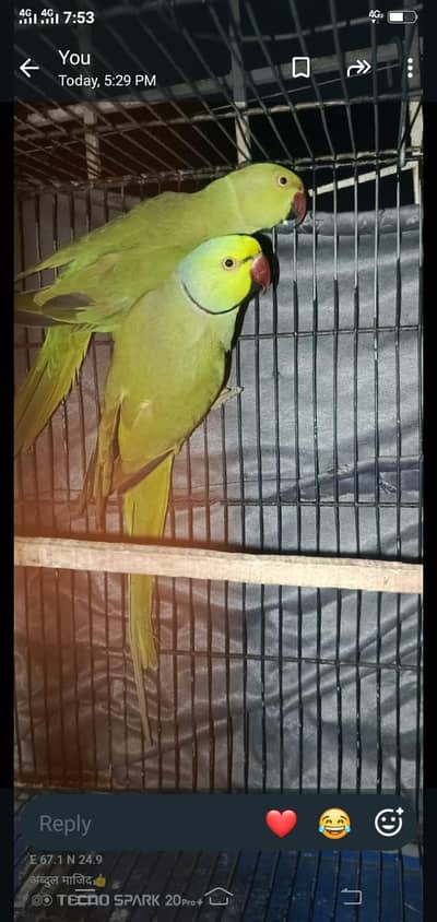 breed ki garinty h  video  whtsap pr 03/20/20/93 ya paric ringnik k h
