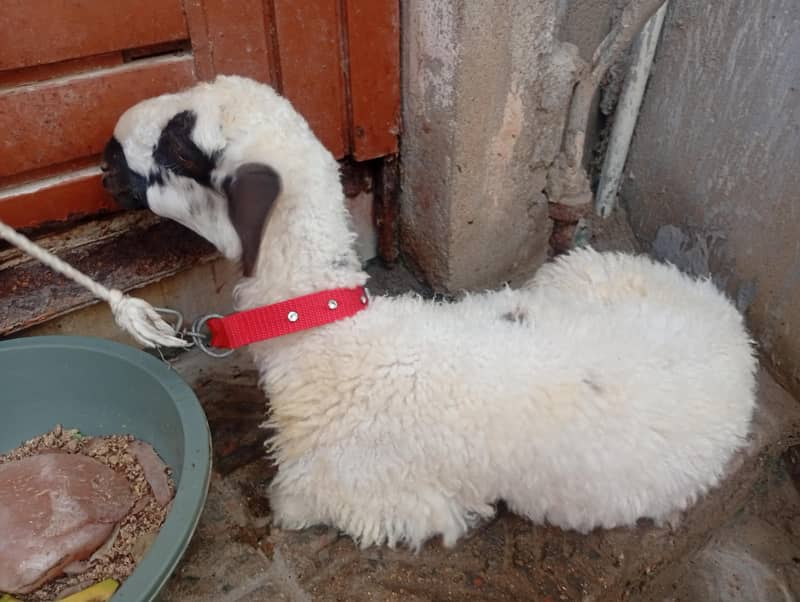 sheep 1