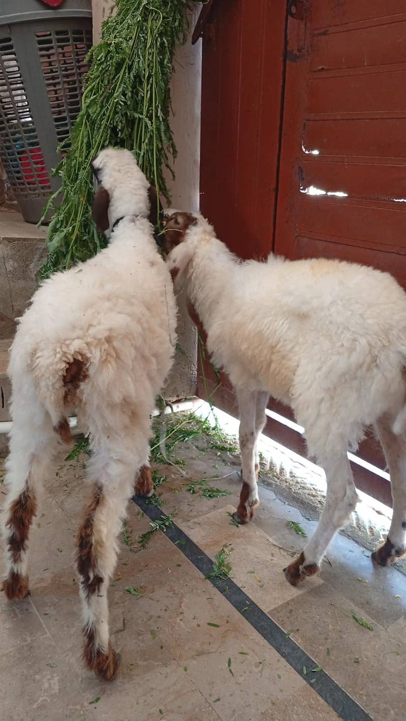 sheep 2