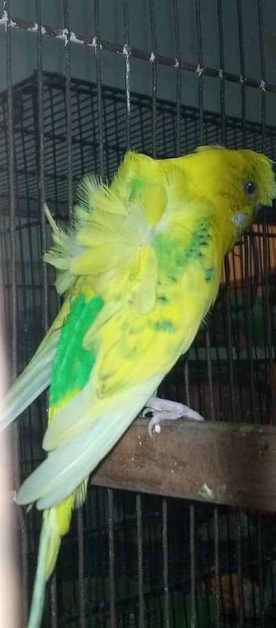 love birds  Delute opline + hogoromo adult pair pair for sale