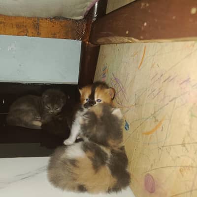 kittens persian 1male 2females
