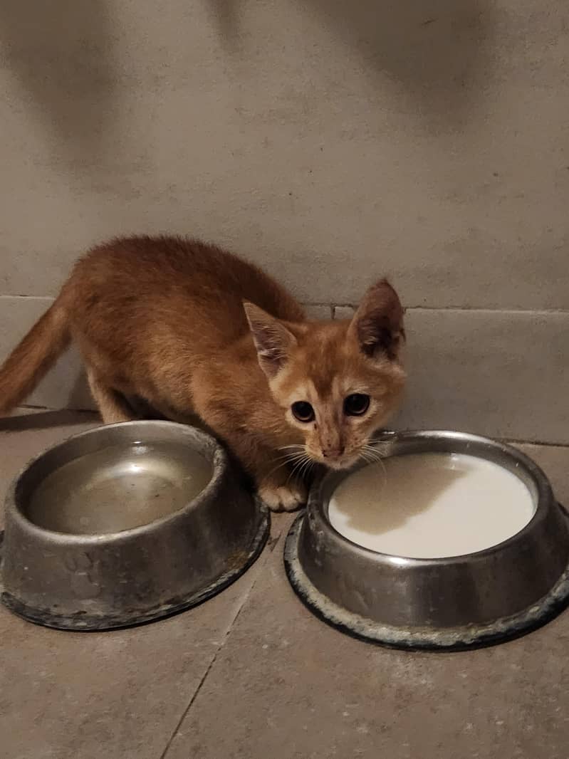 orange kitten 0