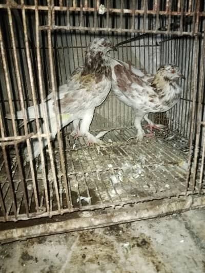 sentient breeder pair for sale aur aik pair sharazi breeder pair for