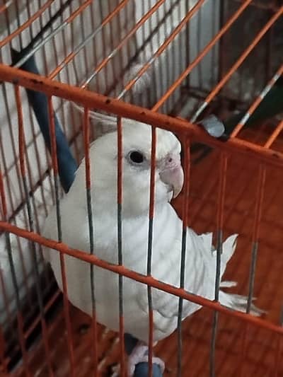 2 birds