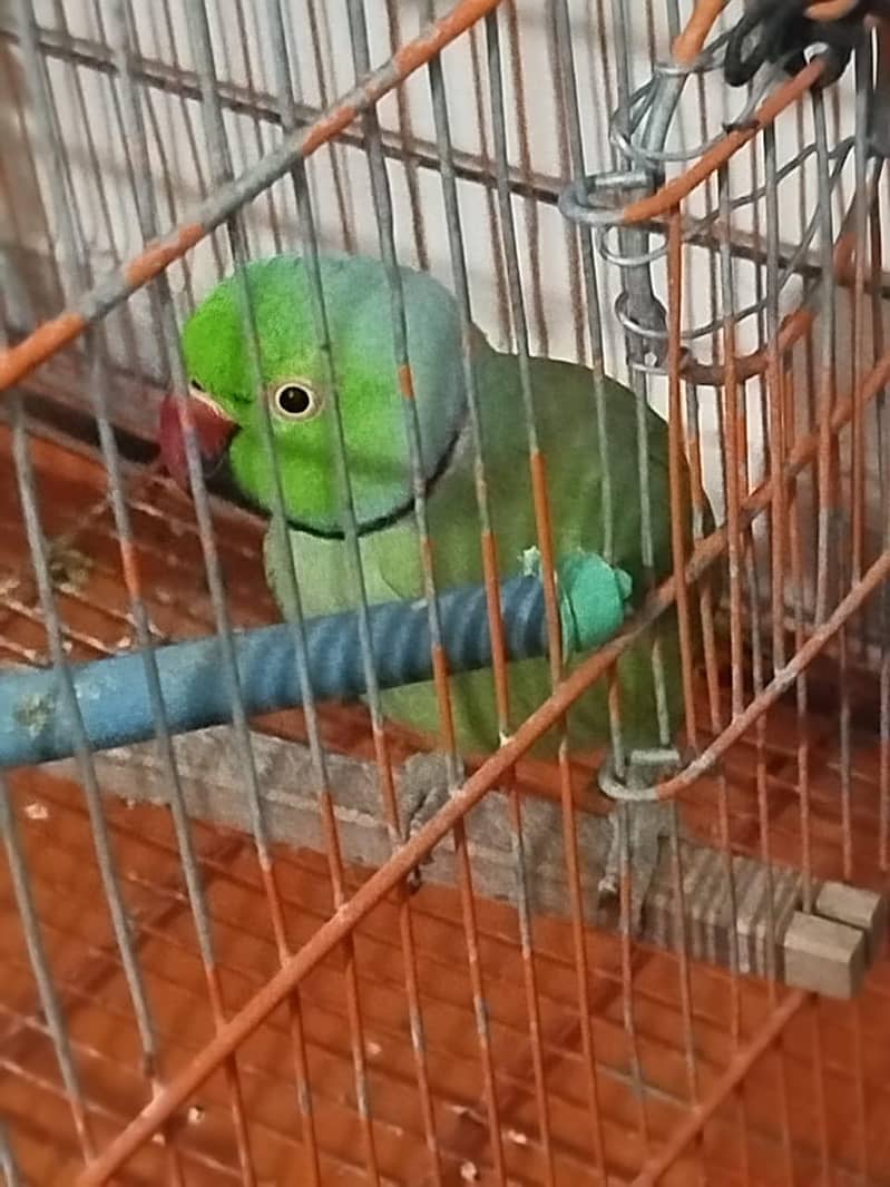 2 birds 1