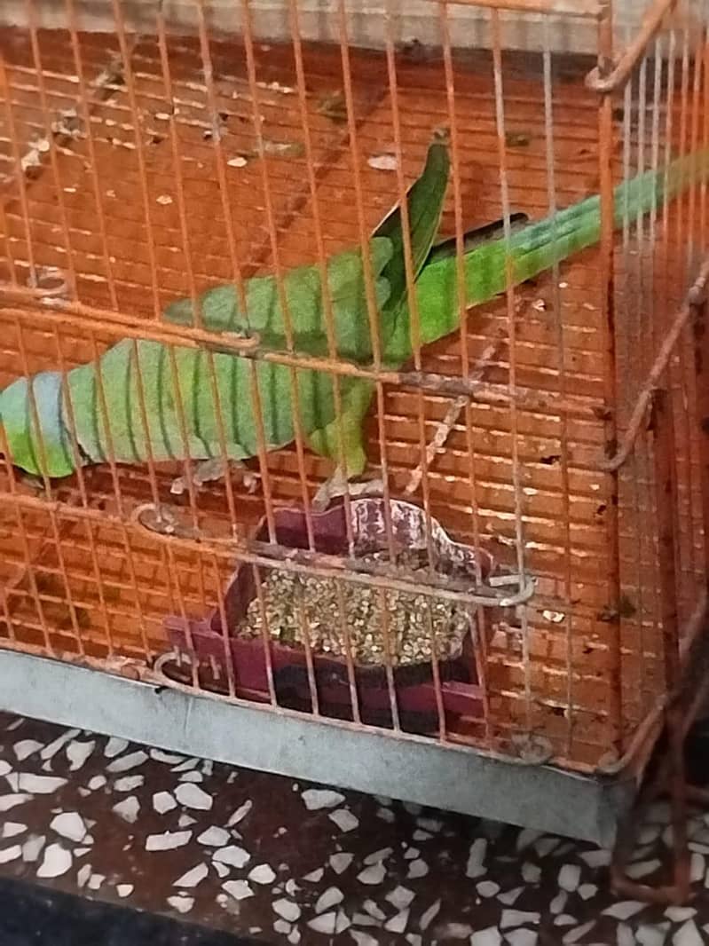 2 birds 2