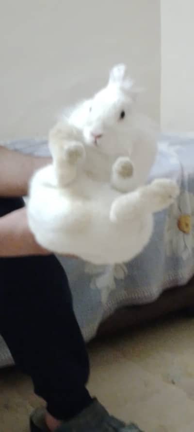 Dwarf Teddy Rabbit for adoption
