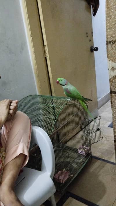 full size raw parrot