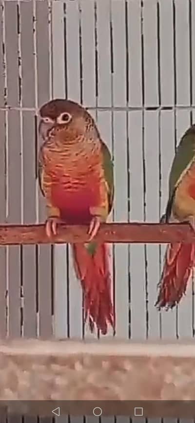 beautiful parrot