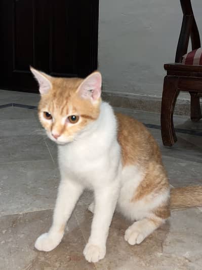 Persian Cat | persian kitten | Vaccinated and trained