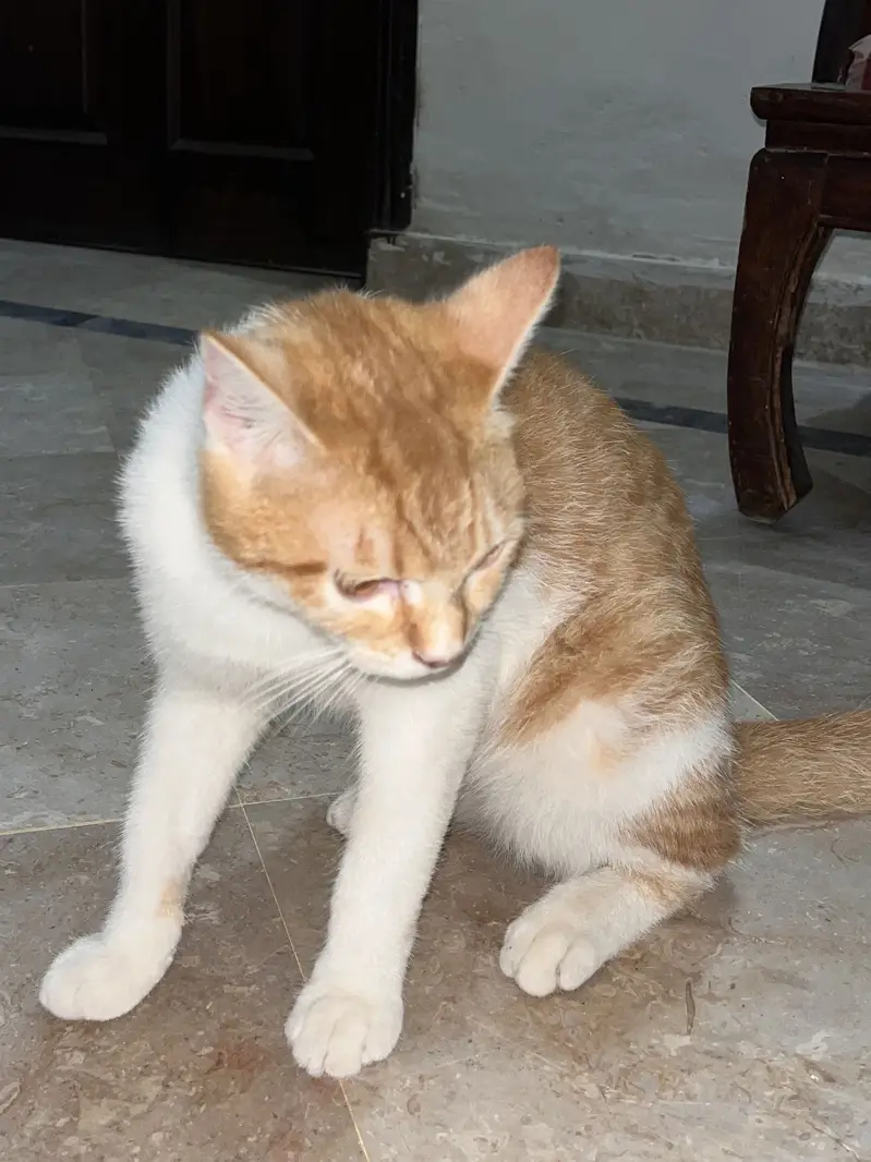 Persian Cat | persian kitten | Vaccinated and trained — photo 2