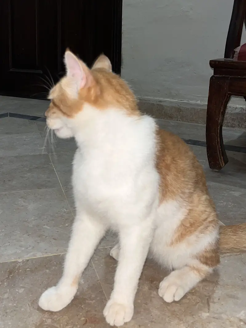 Persian Cat | persian kitten | Vaccinated and trained — photo 3